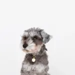 サークルチャームレザーカラー【名入れ彫刻対応】 - 画像 (9)