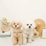 ミックスカラー反射ハーネス - 画像 (2)