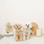 ミックスカラー反射ハーネス - 画像 (6)