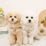 ミックスカラー反射ハーネス - 画像 (7)