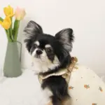 ミックスカラー反射ハーネス - 画像 (8)