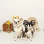 ミックスカラー反射カラー【名入れ彫刻対応】 - 画像 (6)