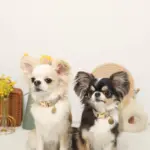 ミックスカラー反射カラー【名入れ彫刻対応】 - 画像 (8)