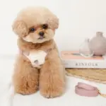 冷感いちご柄ハーネス+リードSET【名入れ刺繍対応】 - 画像 (2)