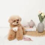 冷感いちご柄ハーネス+リードSET【名入れ刺繍対応】 - 画像 (4)