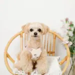 冷感いちご柄ハーネス+リードSET【名入れ刺繍対応】 - 画像 (5)