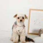 冷感いちご柄ハーネス+リードSET【名入れ刺繍対応】 - 画像 (9)