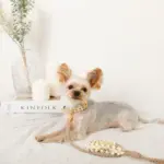 フラワーパラコードリード - 画像 (2)