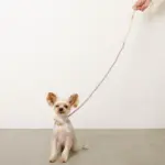 フラワーパラコードリード - 画像 (4)