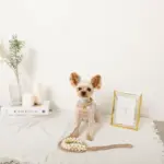 フラワーパラコードリード - 画像 (7)