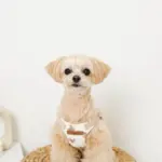 くまさんハーネス - 画像 (4)