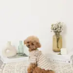 くまさんハーネス - 画像 (5)