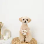 くまさんハーネス - 画像 (8)