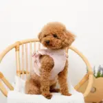 ショルダーフリルハーネス＋リードSET【名入れ刺繍対応】 - 画像 (3)