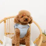 ショルダーフリルハーネス＋リードSET【名入れ刺繍対応】 - 画像 (5)