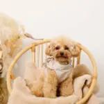 ショルダーフリルハーネス＋リードSET【名入れ刺繍対応】 - 画像 (8)