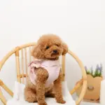 ショルダーフリルハーネス＋リードSET【名入れ刺繍対応】 - 画像 (10)