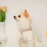 反射フラワー刺繍ハーネス+リードSET【名入れ刺繍対応】 - 画像 (6)