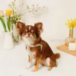 反射フラワー刺繍ハーネス+リードSET【名入れ刺繍対応】 - 画像 (7)