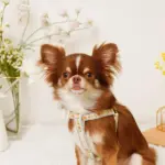 反射フラワー刺繍ハーネス+リードSET【名入れ刺繍対応】 - 画像 (8)