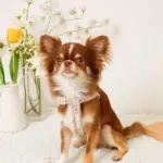 反射フラワー刺繍ハーネス+リードSET【名入れ刺繍対応】 - 画像 (9)