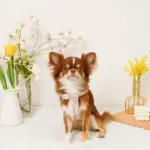 反射フラワー刺繍ハーネス+リードSET【名入れ刺繍対応】 - 画像 (10)