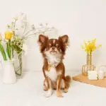 フラワーチャーム刺繍カラー+リードSET【名入れ彫刻対応】 - 画像 (4)