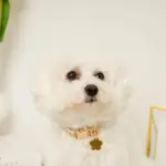 フラワーチャーム刺繍カラー+リードSET【名入れ彫刻対応】 - 画像 (10)