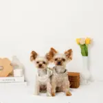 リボン刺繍フリルキルティングハーネス+リードSET【名入れ刺繍対応】 - 画像 (4)