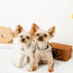 リボン刺繍フリルキルティングハーネス+リードSET【名入れ刺繍対応】 - 画像 (6)