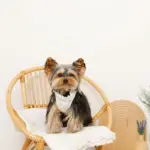 リボン刺繍フリルキルティングハーネス+リードSET【名入れ刺繍対応】 - 画像 (7)