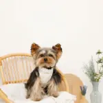 リボン刺繍フリルキルティングハーネス+リードSET【名入れ刺繍対応】 - 画像 (8)