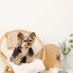 リボン刺繍フリルキルティングハーネス+リードSET【名入れ刺繍対応】 - 画像 (9)