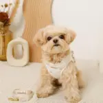 リボン刺繍フリルキルティングハーネス+リードSET【名入れ刺繍対応】 - 画像 (10)