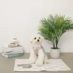 メッシュコンビ反射テープハーネス+リードSET【名入れ刺繍対応】 - 画像 (2)