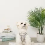 メッシュコンビ反射テープハーネス+リードSET【名入れ刺繍対応】 - 画像 (3)