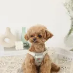 冷感フラワー刺繍ハーネス+リードSET【名入れ刺繍対応】 - 画像 (4)