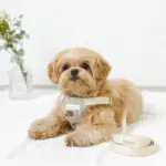 冷感フラワー刺繍ハーネス+リードSET【名入れ刺繍対応】 - 画像 (6)