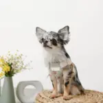 冷感フラワー刺繍ハーネス+リードSET【名入れ刺繍対応】 - 画像 (7)