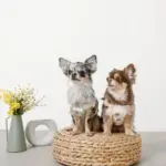 冷感フラワー刺繍ハーネス+リードSET【名入れ刺繍対応】 - 画像 (8)