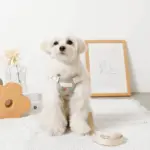 冷感フラワー刺繍ハーネス+リードSET【名入れ刺繍対応】 - 画像 (9)