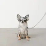 冷感アイスクリーム柄ハーネス+リードSET【名入れ刺繍対応】 - 画像 (3)