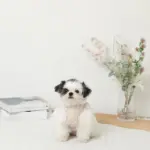 冷感アイスクリーム柄ハーネス+リードSET【名入れ刺繍対応】 - 画像 (4)