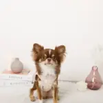 冷感アイスクリーム柄ハーネス+リードSET【名入れ刺繍対応】 - 画像 (6)