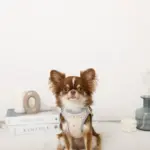 冷感アイスクリーム柄ハーネス+リードSET【名入れ刺繍対応】 - 画像 (8)