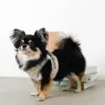 冷感アイスクリーム柄ハーネス+リードSET【名入れ刺繍対応】 - 画像 (9)