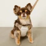 撥水バイカラーハーネス+リードSET【名入れ刺繍対応】 - 画像 (3)