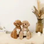 撥水バイカラーハーネス+リードSET【名入れ刺繍対応】 - 画像 (4)