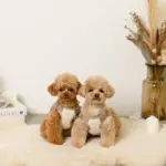 撥水バイカラーハーネス+リードSET【名入れ刺繍対応】 - 画像 (5)