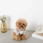 撥水バイカラーハーネス+リードSET【名入れ刺繍対応】 - 画像 (6)